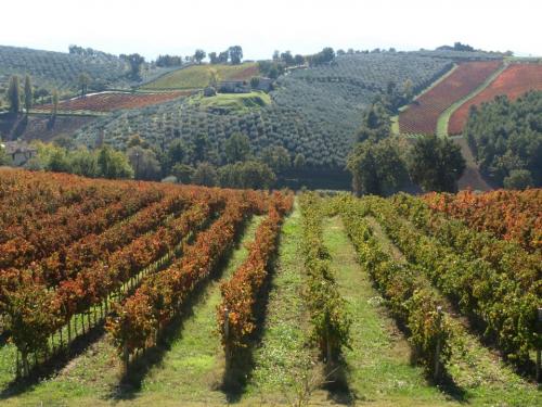 Sagrantino di Montefalco - Montefalco | Secret World Trip Planner