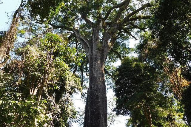 L'albero del patriarca - Santa Rita do Passa Quatro | Secret World Trip Planner