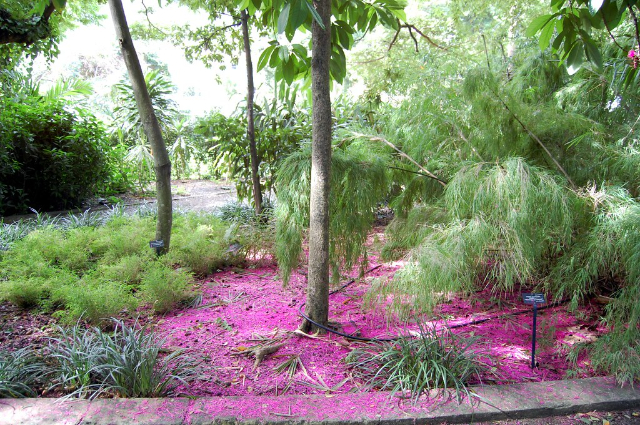 Botanische Gärten J.R. O'Neal - Road Town | Secret World Trip Planner