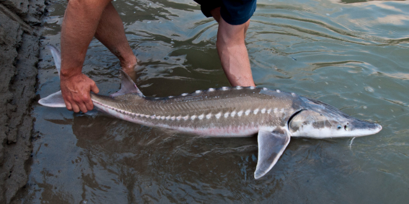 Russian Sturgeon — Mosca