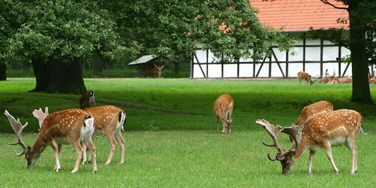 Le zoo de Hanovre — Hannover