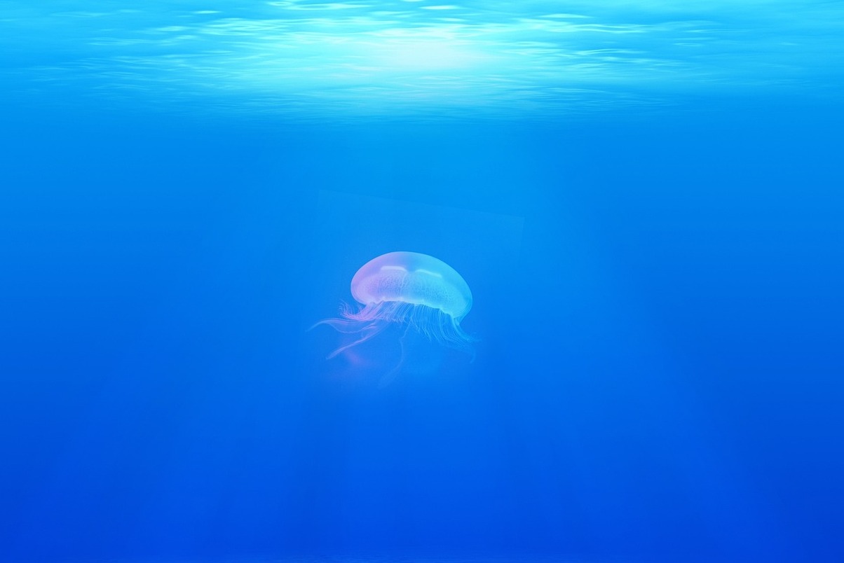 Sea Life Hannover - Hannover | Secret World Trip Planner