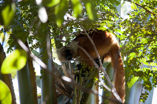 Réserve naturelle de Lokobe - Ampasipohy | Secret World Trip Planner