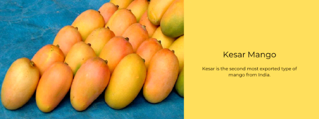 Reine des mangues, Kesar - Lucknow | Secret World Trip Planner