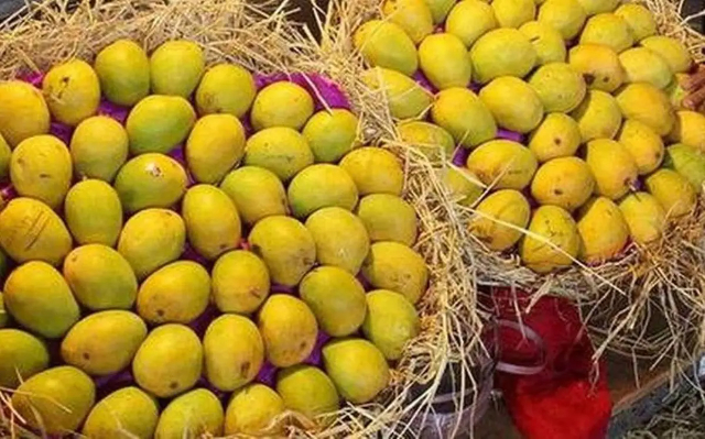 Reine des mangues, Kesar - Lucknow | Secret World Trip Planner