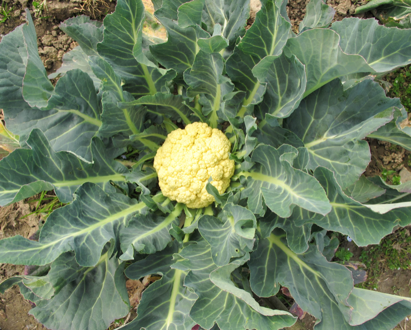 Brocoli de Bassano — Bassano del Grappa