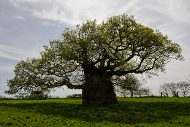 La quercia di Bowthorpe - Bowthorpe Park Farm | Secret World Trip Planner