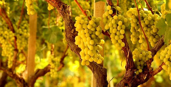 Fiano di Avellino DOCG - Provincia di Avellino | Secret World Trip Planner