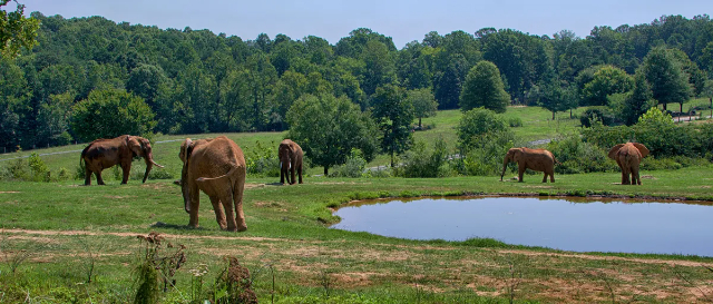 Der größte Zoo der Welt - Asheboro | Secret World Trip Planner