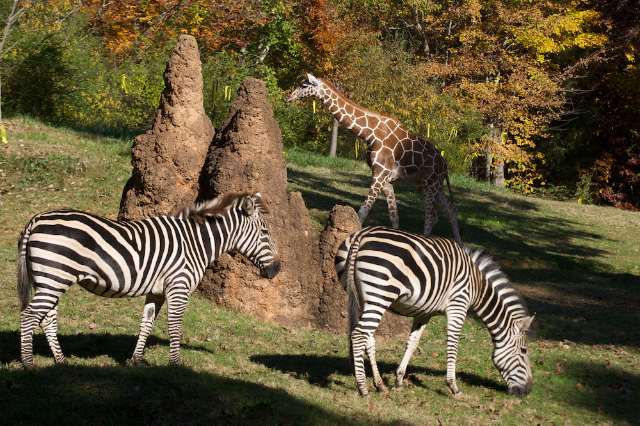 Der größte Zoo der Welt - Asheboro | Secret World Trip Planner