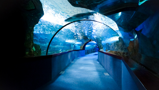 Aquarium de Saint-Sébastien - Donostia | Secret World Trip Planner