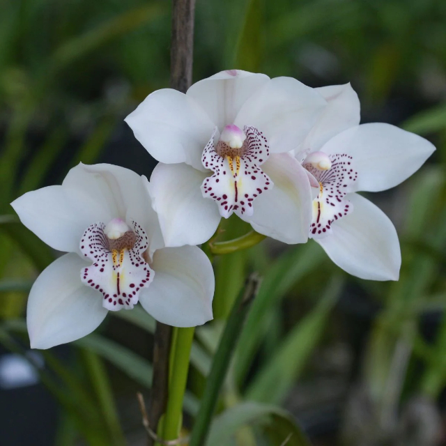 Samos: The Orchid Island of Greece — Samos