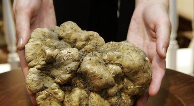 Truffe blanche de Ceppaloni - Ceppaloni | Secret World Trip Planner