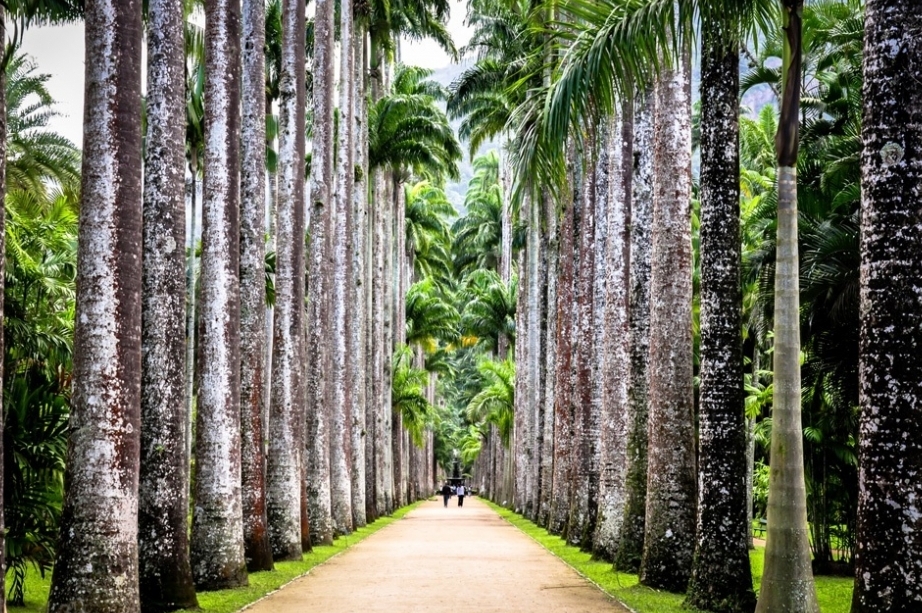 Jardin Botanique de Rio de Janeiro ( Jardin Botanico ) — Rio de Janeiro - RJ