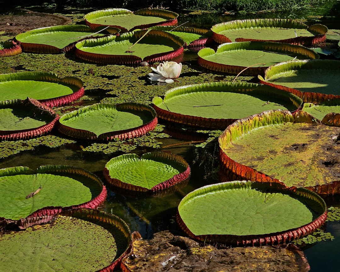 Jardin Botanique de Rio de Janeiro ( Jardin Botanico ) - Rio de Janeiro - RJ | Secret World Trip Planner