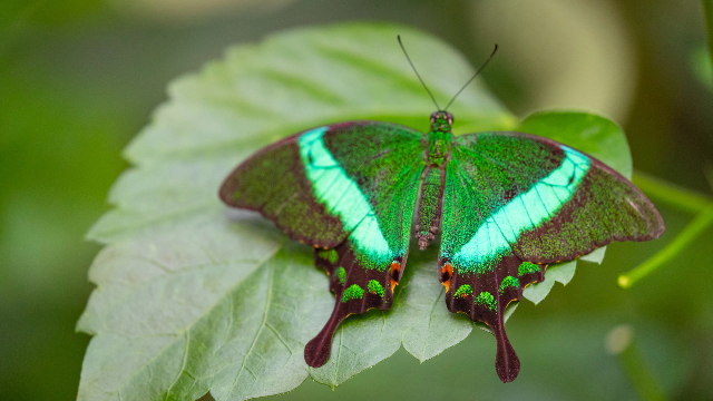 Sommerfuglehus - Milano Marittima | Secret World Trip Planner