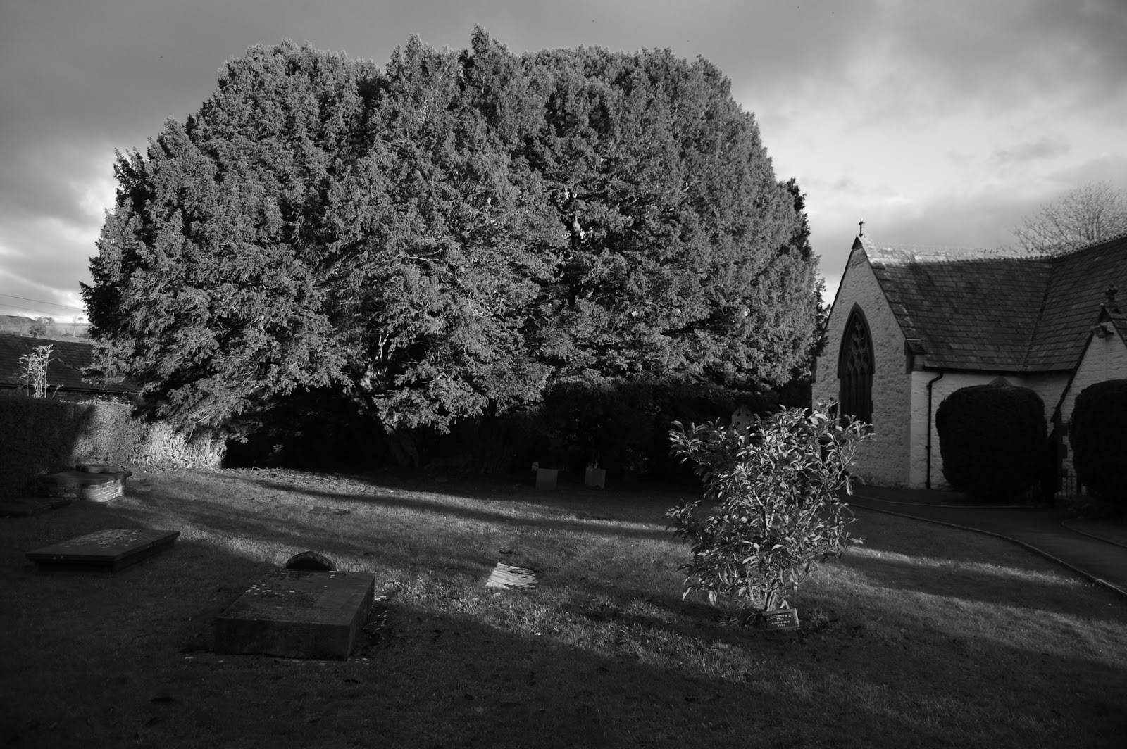 L'if de Llangernyw, les trois anciens — Llangernyw