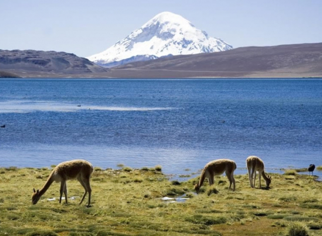 Nationales Reservat Las Vicuñas | Secret World Trip Planner