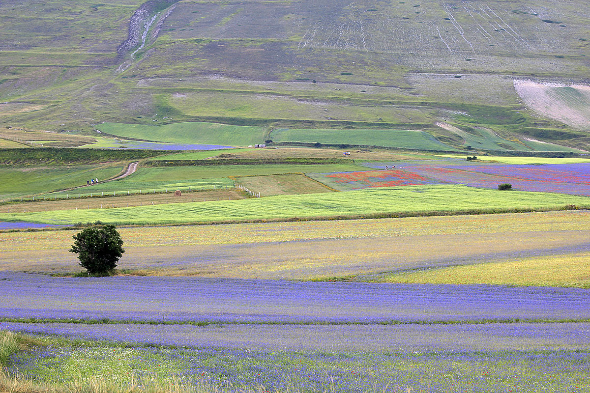 Blómstrandi Castelluccio - Castelluccio | Secret World Trip Planner
