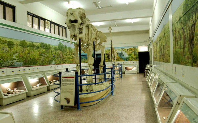 Le musée d'histoire naturelle du Pakistan (PMNH) - Islamabad | Secret World Trip Planner