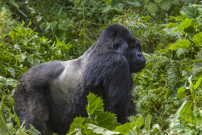Virunga National Park - Bulambo | Secret World Trip Planner