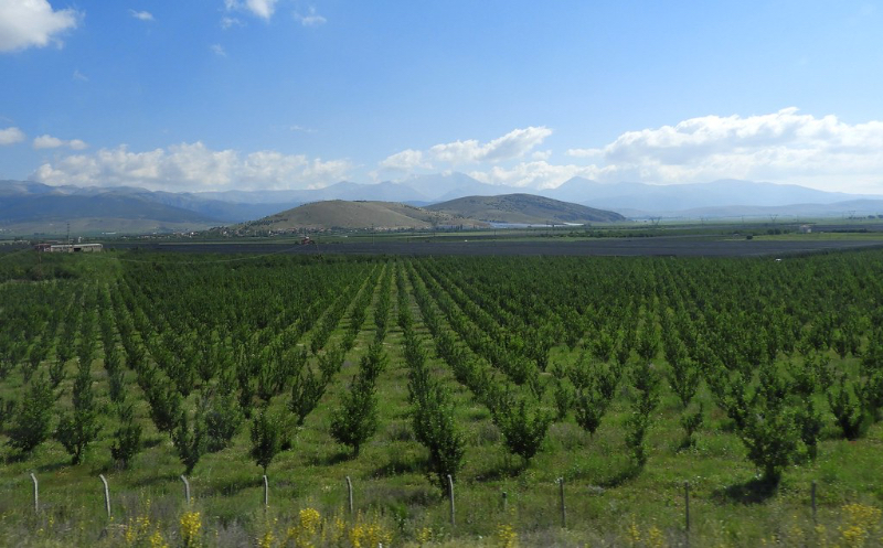 Mele della Turchia - Isparta | Secret World Trip Planner