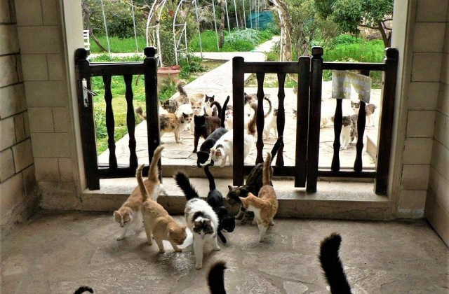 Heiliges Kloster des Heiligen Nikolaus der Katzen — Akrotiri