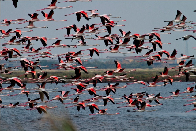 Khu bảo tồn thiên nhiên Salina di Cervia - 61 | Secret World Trip Planner