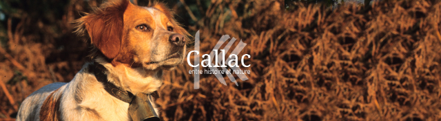 Callac e gli Epagneul Breton - Callac | Secret World Trip Planner