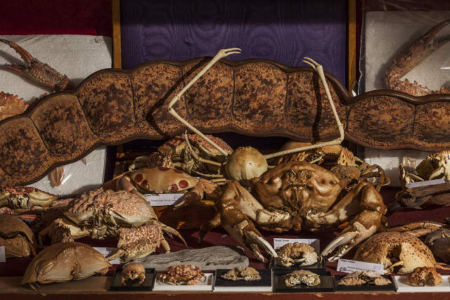 Le musée Viktor Wynd des curiosités, des beaux-arts et de l'histoire naturelle - Cambridge Heath Rd | Secret World Trip Planner