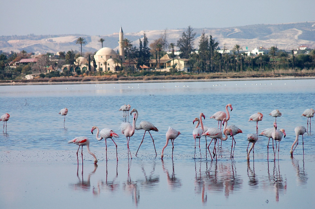 Salzsee von Larnaca — Larnaca