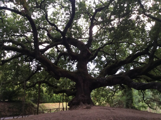 Quercia delle Streghe - Capannori | Secret World Trip Planner