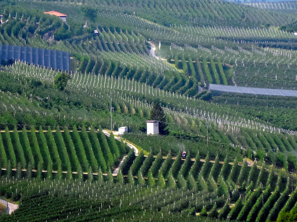 Ang mga taniman ng mansanas ng Val di Non - Val di Non | Secret World Trip Planner