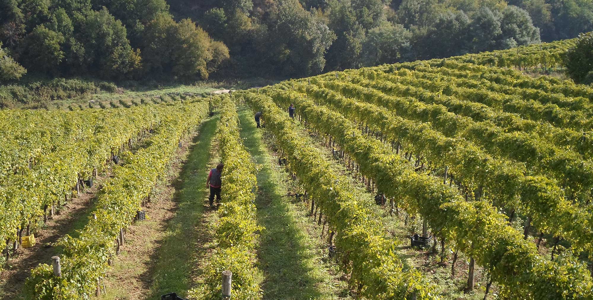 Fiano di Avellino DOCG - Provincia di Avellino | Secret World Trip Planner