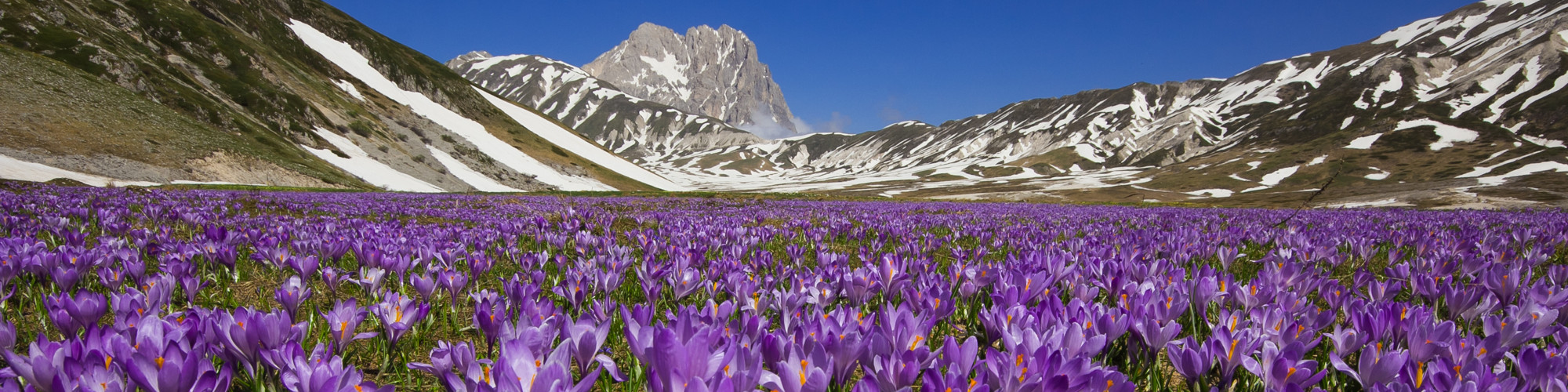 Zafferano di Navelli - Navelli | Secret World Trip Planner