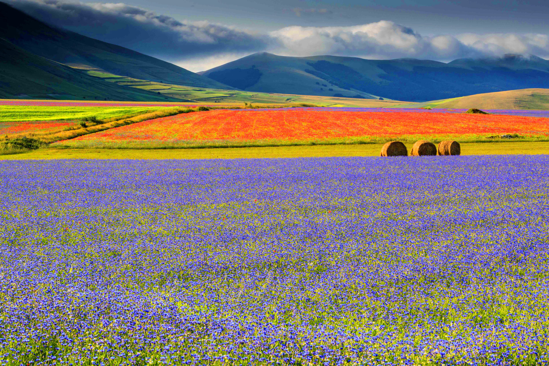 La fioritura di Castelluccio - Castelluccio | Secret World Trip Planner