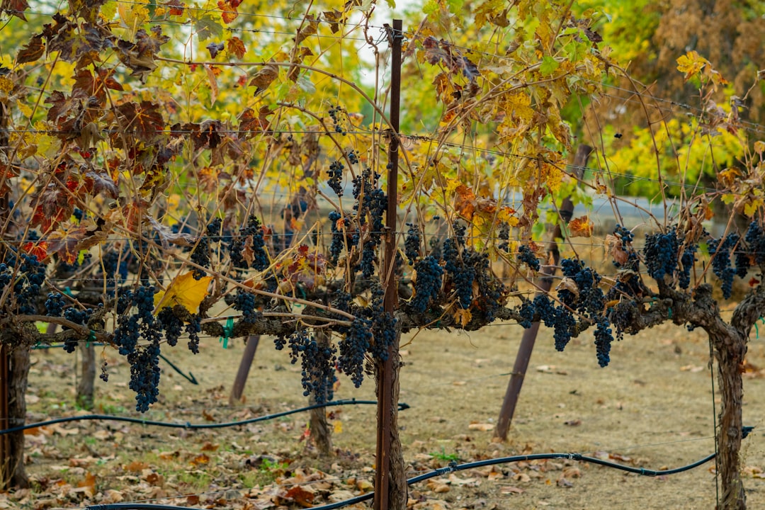 Cité du Vin, a park dedicated to wine - Bordeaux | Secret World Trip Planner
