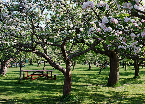 Rosendals Trädgård significa ‘Valle delle rose’ — Stoccolma