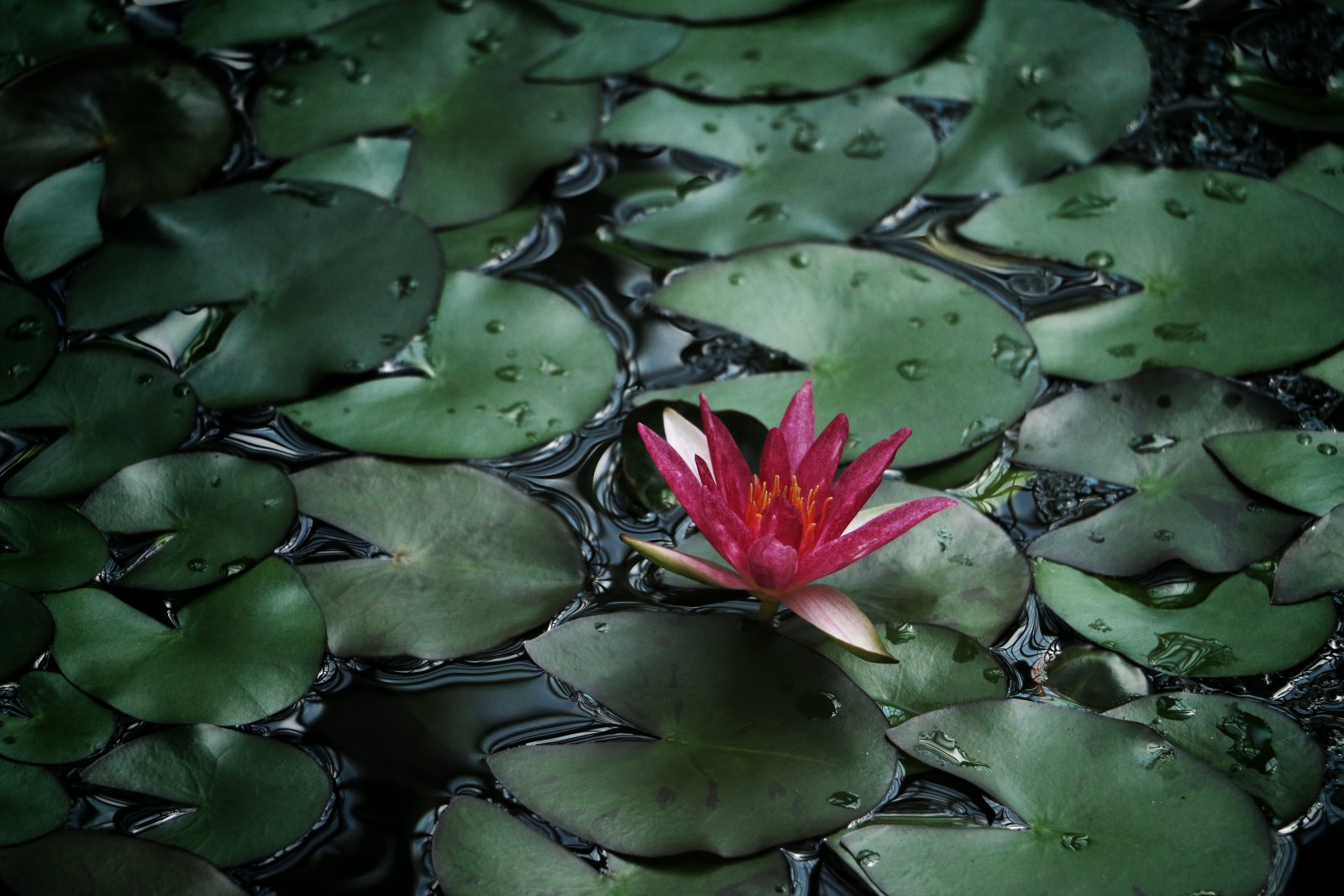 Francfort : Palmengarten (Jardin des palmiers) - Frankfurt am Main | Secret World Trip Planner