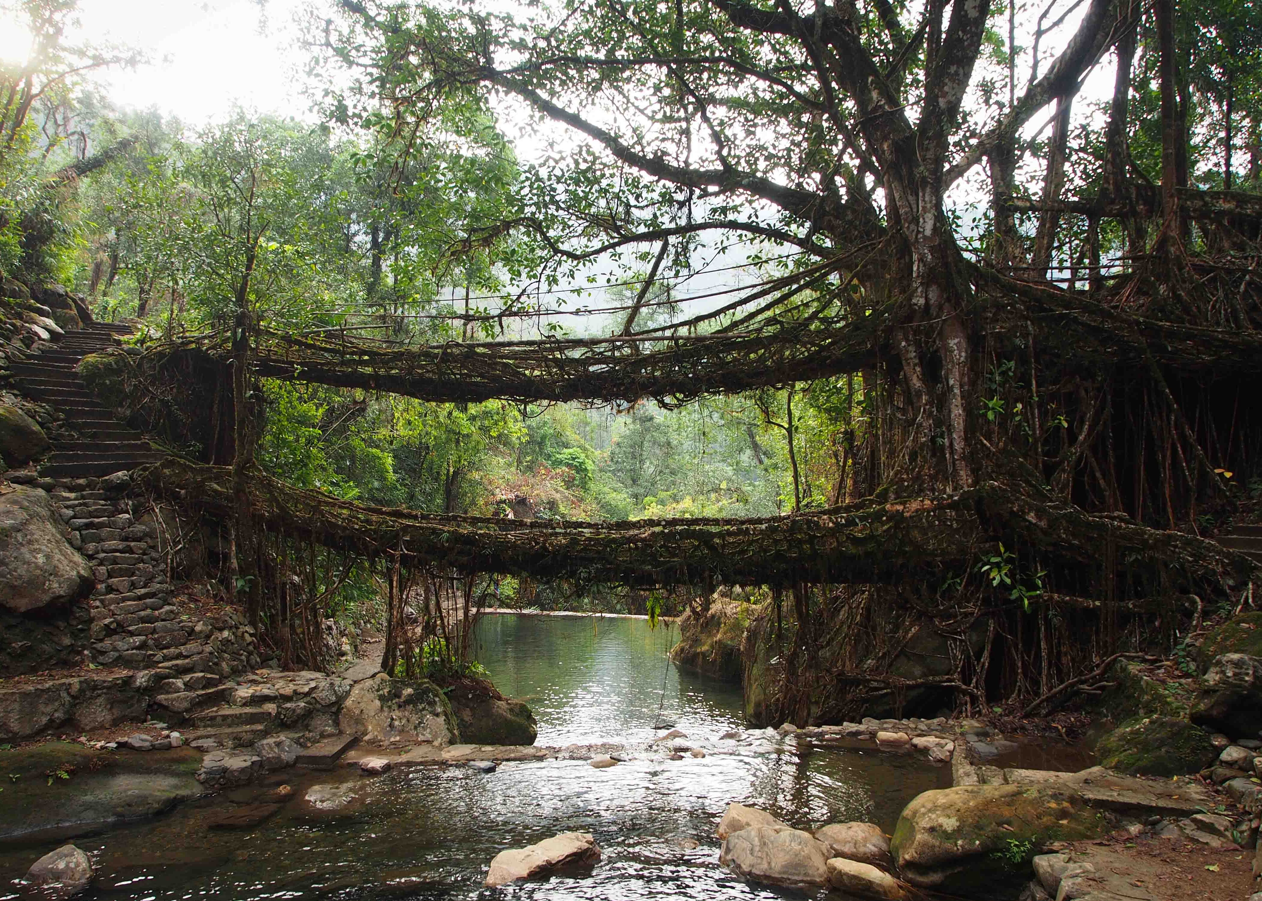 Les ponts de la racine vivante de Meghalaya — Cherrapunji-Mawsynram Reserve Forest