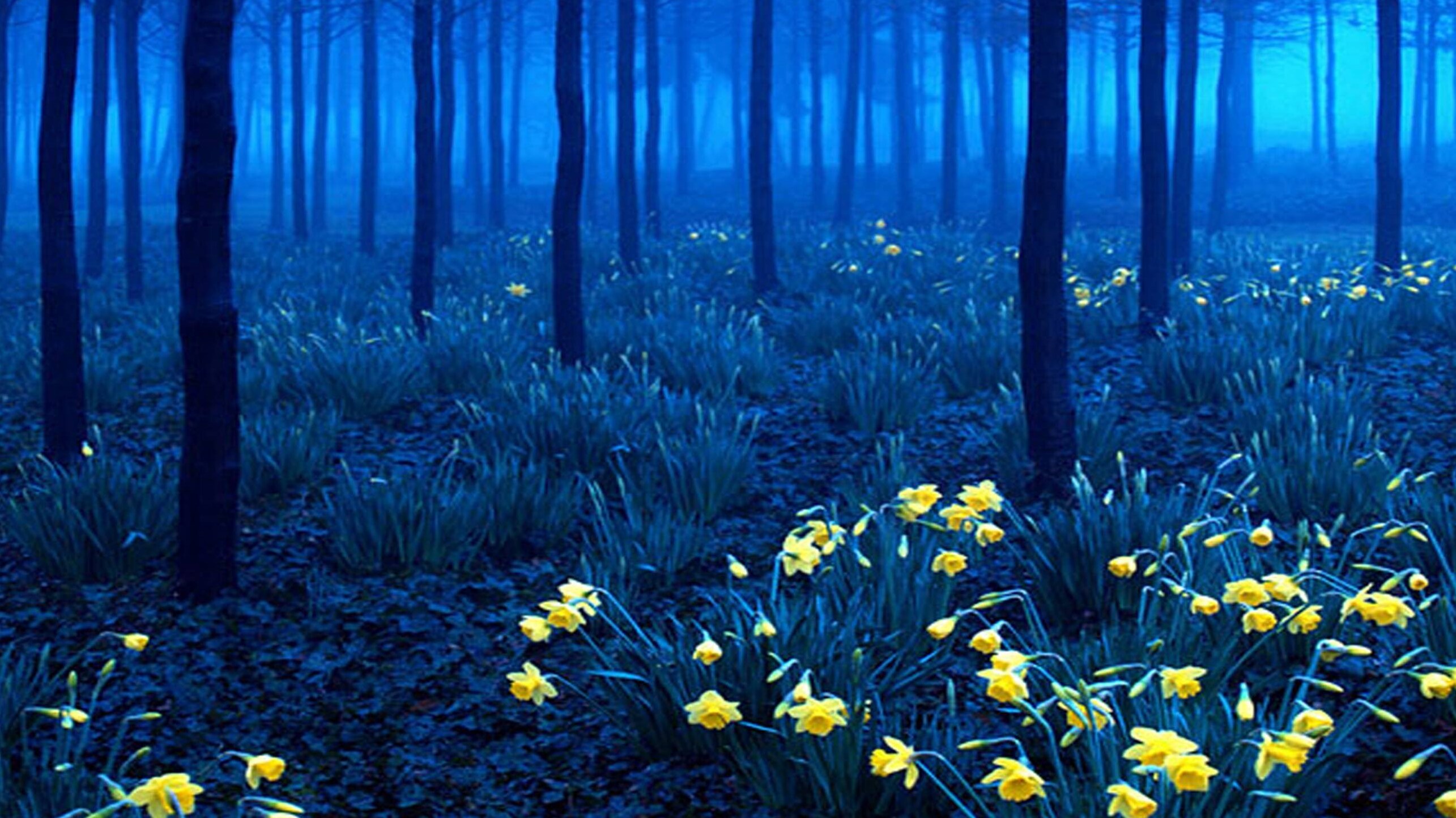Black Forest — Todtnau