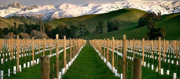 Blenheim and the wine region — Blenheim