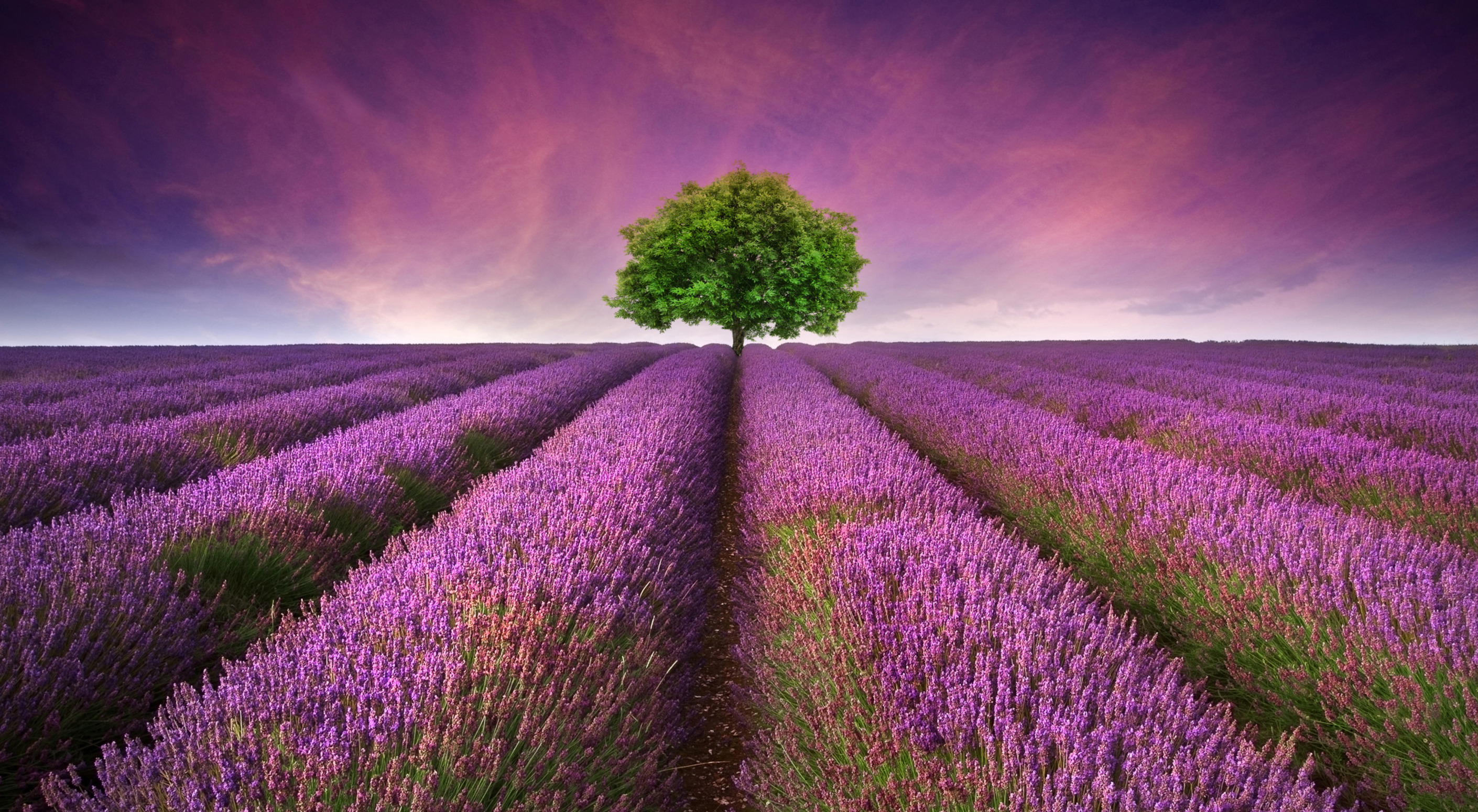 A lavanda floresce de Junho a Agosto no Luberon - Provenza-Alpi-Costa Azzurra | Secret World Trip Planner