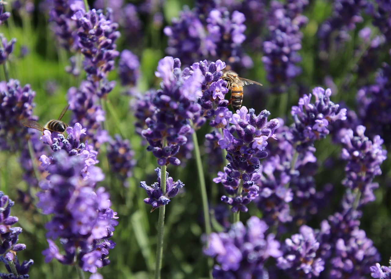 A lavanda floresce de Junho a Agosto no Luberon - Provenza-Alpi-Costa Azzurra | Secret World Trip Planner