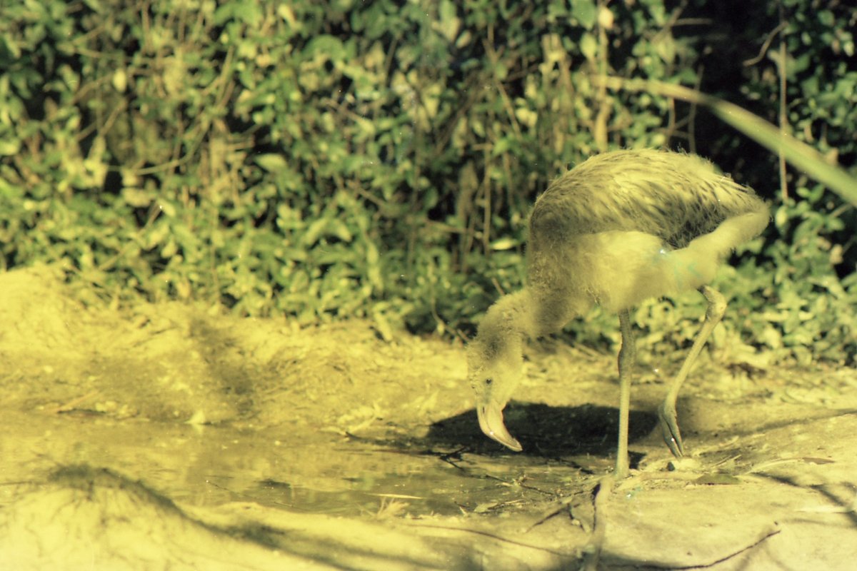 L'un des meilleurs zoos d'Amérique, le Riverbanks Zoo and Garden - Columbia | Secret World Trip Planner