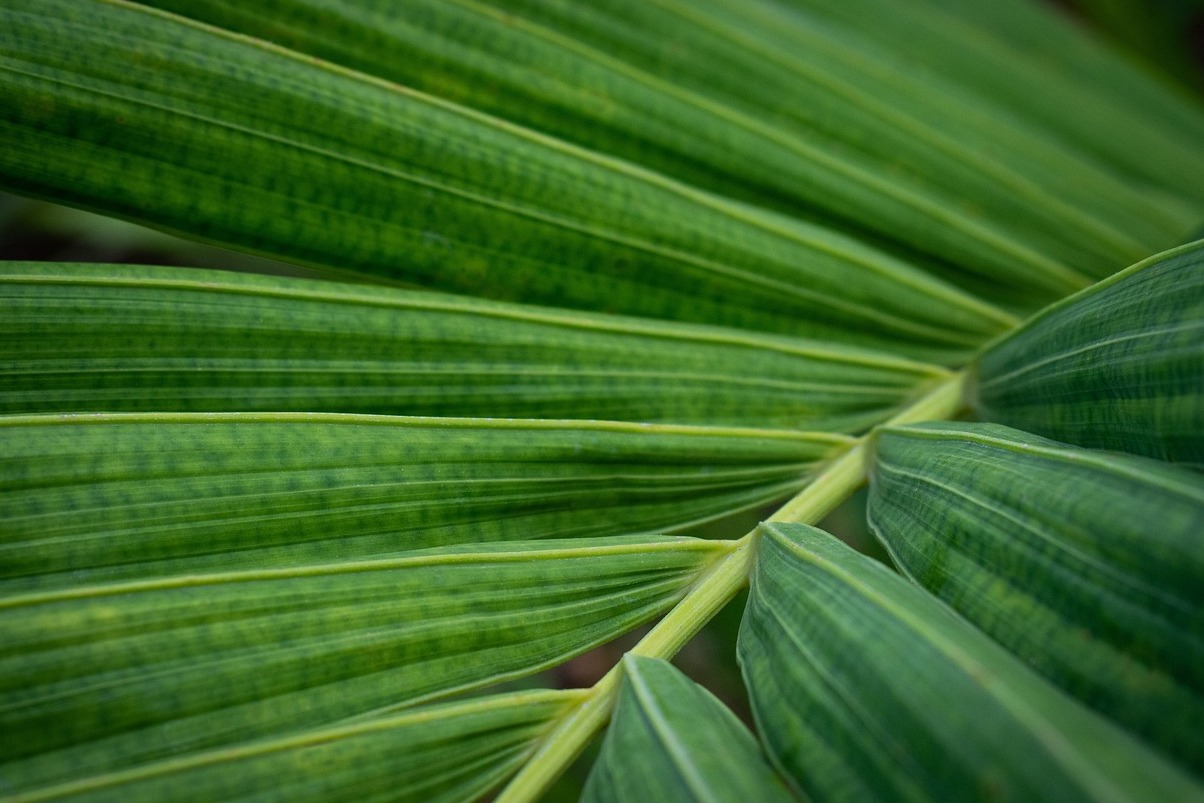 Botanical Garden of Curitiba - Curitiba | Secret World Trip Planner