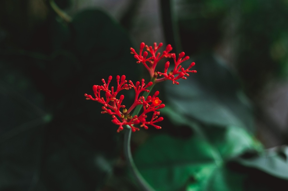 Botanical Garden of Curitiba - Curitiba | Secret World Trip Planner