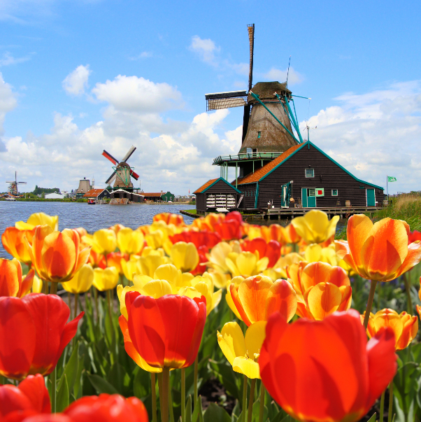 Netherlands: tulips and classic windmills