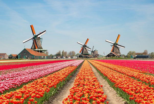 Le Noordoostpolder et les champs de bulbes à fleurs — Noordoostpolder