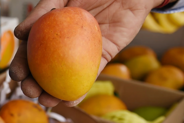 Mango Alphonso - Devgad | Secret World Trip Planner